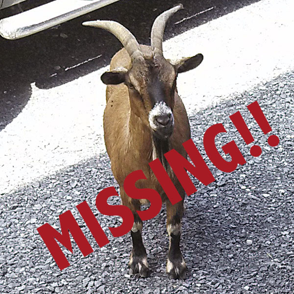 Biscuit the goat