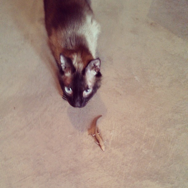 His Royal Highness with a dead lizzard