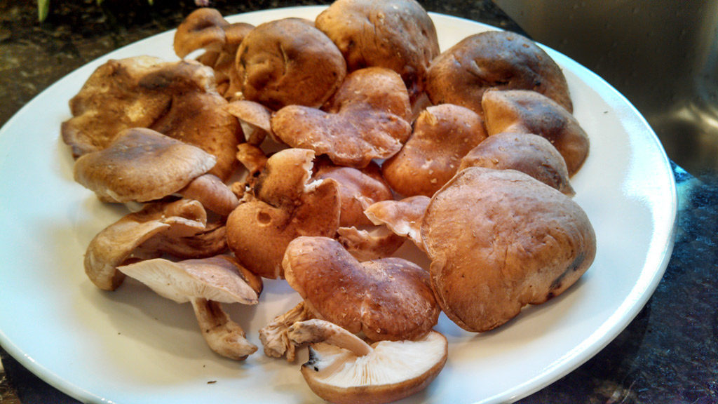shiitake mushrooms