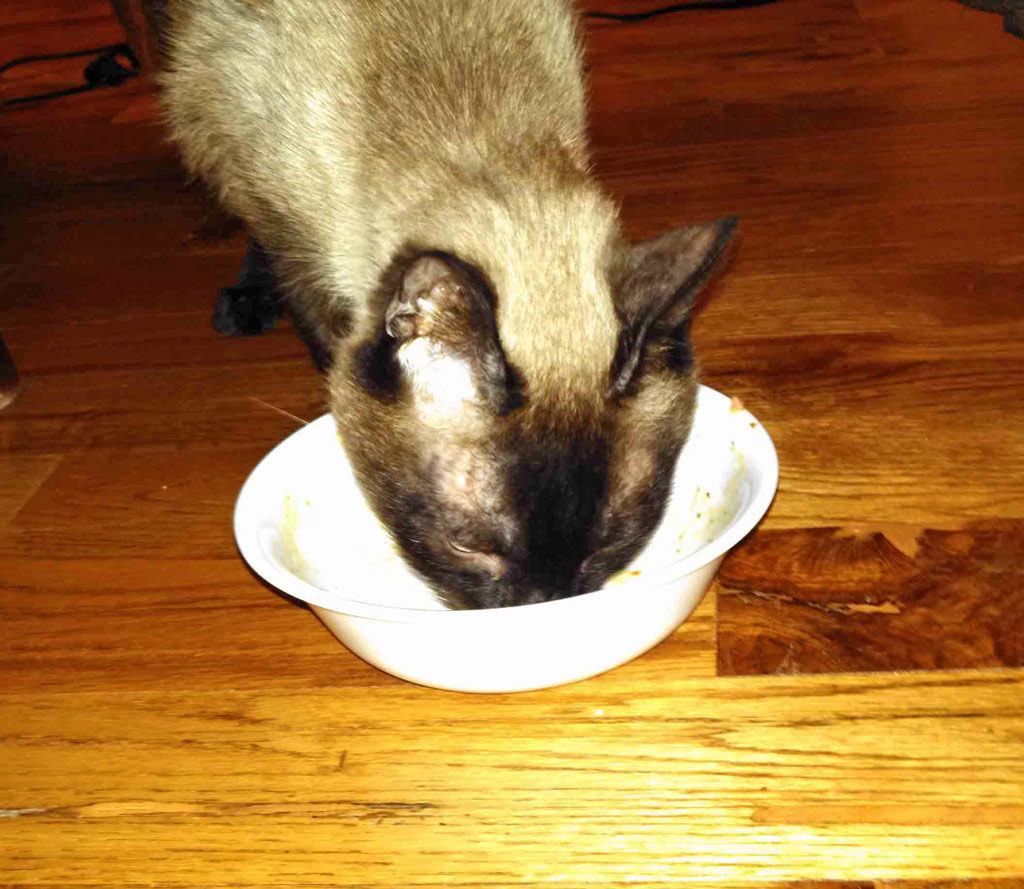 His Royal Highness licking the bowl