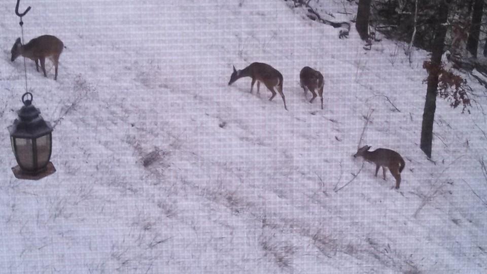 deer