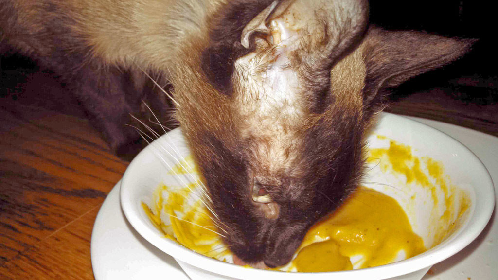 His Royal Highness licking a bowl