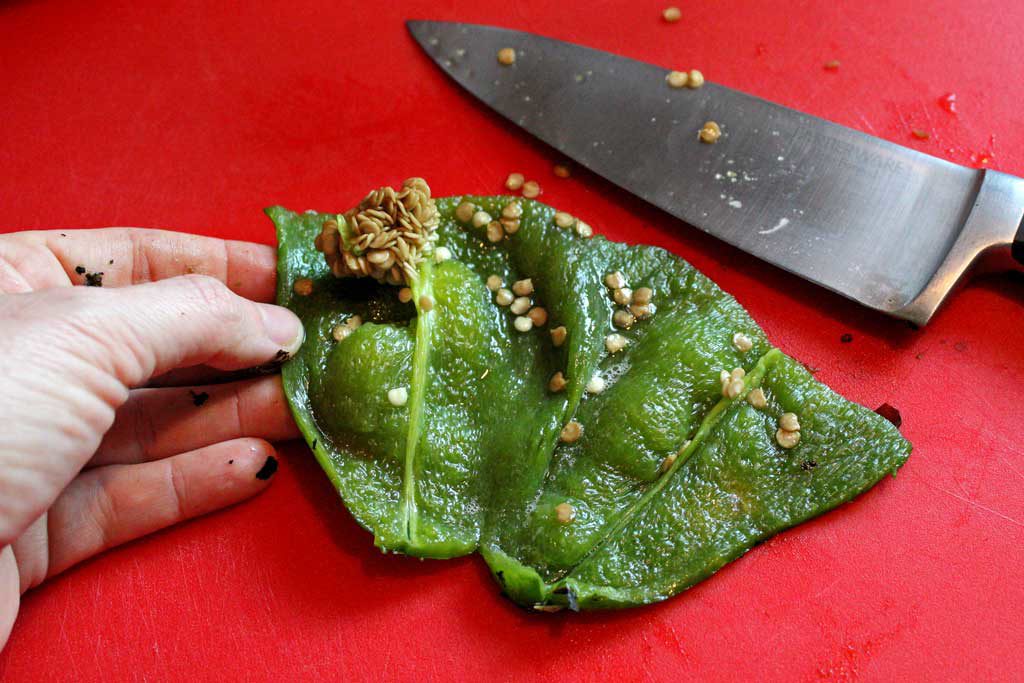 Things you need to know about preparing Poblano chiles. Preparing them becomes very simple, once you know how and the extra steps are so worth it! | TheMountainKitchen.com