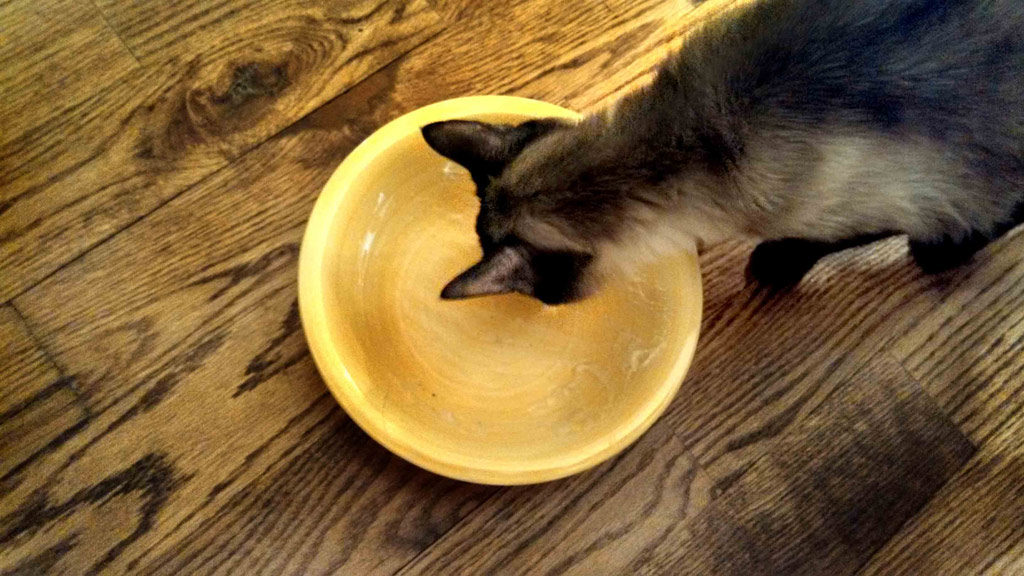 His Royal Highness having a taste of Irish Potato Soup