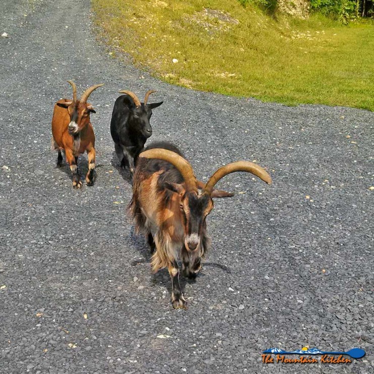 goats walking down driveway