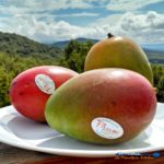 mangoes with mountain view