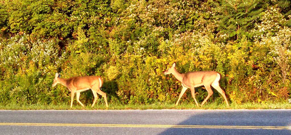 Watching the sunrise come up on Skyline Drive, while people were sleeping. There something so special about watching the sunrise from on top of the world. | TheMountainKitchen.com