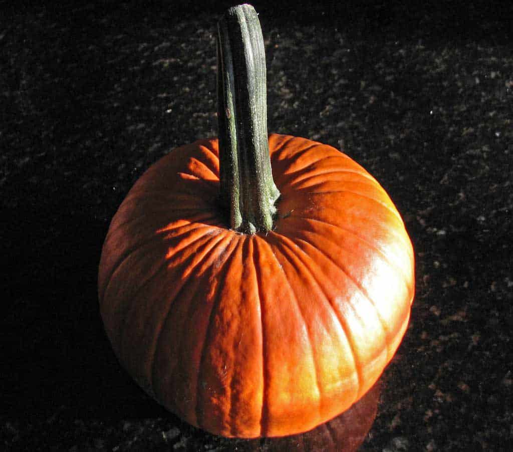 sugar pumpkin