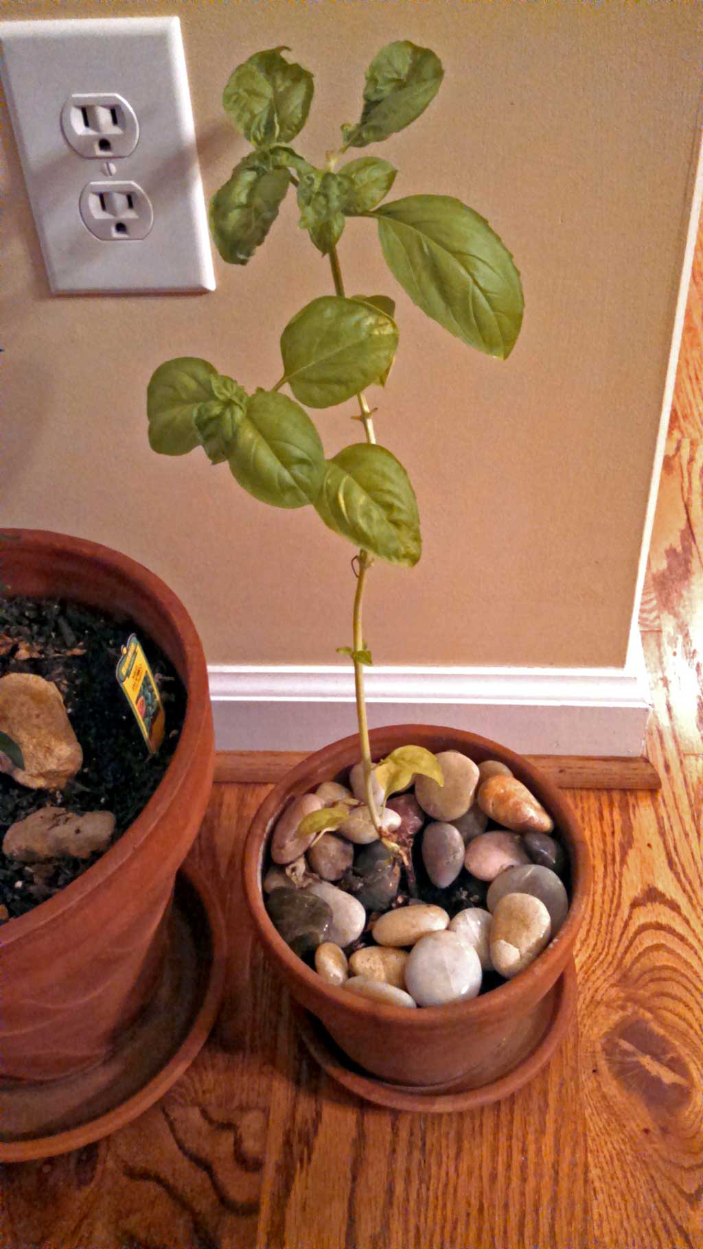 I spotted a Jalapeno plant and decided I was taking this guy home. I showed it to David and said: "Look! We can have a Jose Jalapeno On The Deck!" | TheMountainKitchen.com