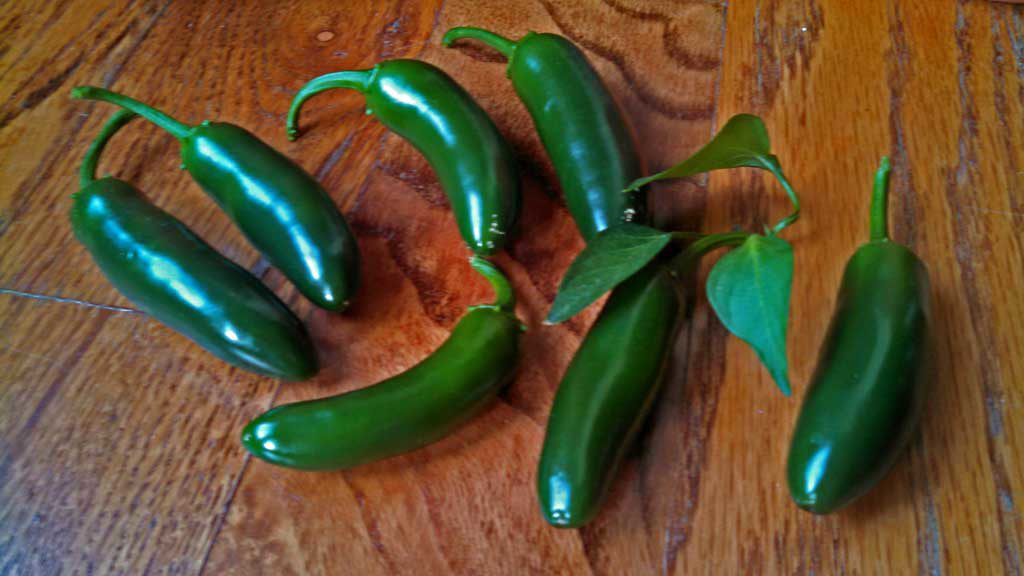 I spotted a Jalapeno plant and decided I was taking this guy home. I showed it to David and said: "Look! We can have a Jose Jalapeno On The Deck!" | TheMountainKitchen.com