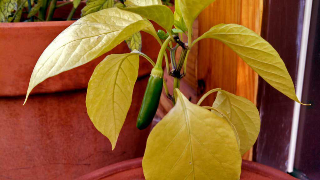 I spotted a Jalapeno plant and decided I was taking this guy home. I showed it to David and said: "Look! We can have a Jose Jalapeno On The Deck!" | TheMountainKitchen.com