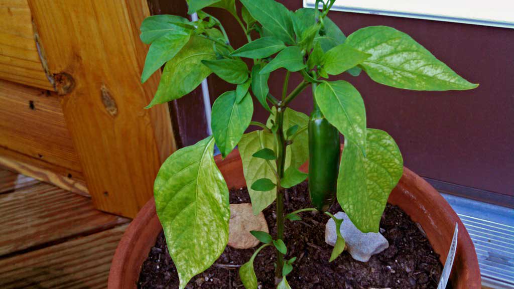 I spotted a Jalapeno plant and decided I was taking this guy home. I showed it to David and said: "Look! We can have a Jose Jalapeno On The Deck!" | TheMountainKitchen.com
