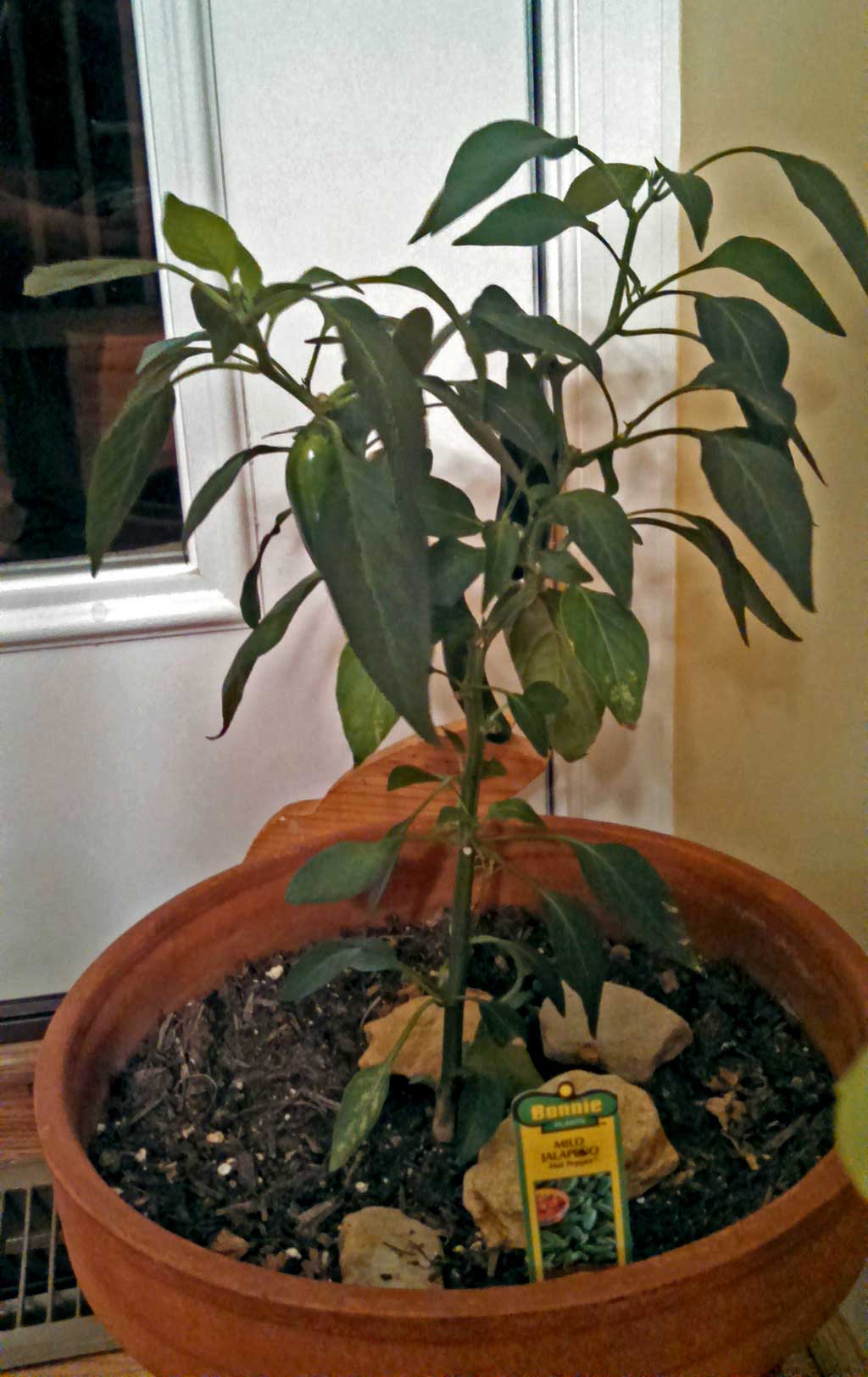 I spotted a Jalapeno plant and decided I was taking this guy home. I showed it to David and said: "Look! We can have a Jose Jalapeno On The Deck!" | TheMountainKitchen.com