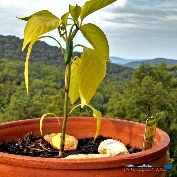 I spotted a Jalapeno plant and decided I was taking this guy home. I showed it to David and said: "Look! We can have a Jose Jalapeno On The Deck!" | TheMountainKitchen.com