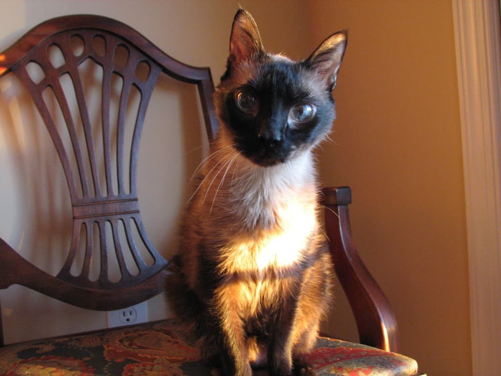 His Royal Highness (AKA: Ashes or Atchee)