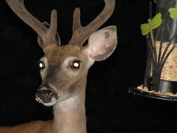 Chuck The Buck