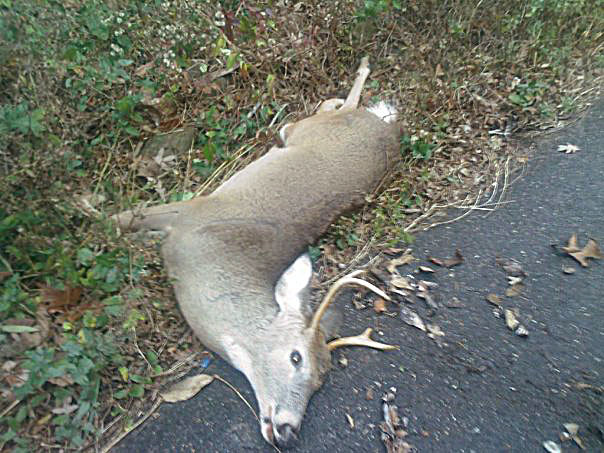 Deer Hit With Jeep