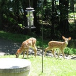 Fawns