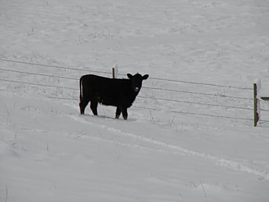 Snowy Cow
