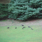 Turkeys on Bull Run