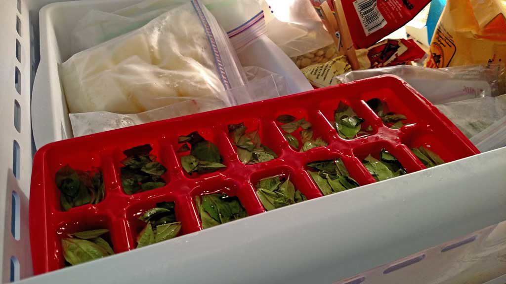 Frozen basil leaves in ice tray