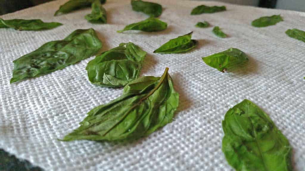 basil drying on paper towel