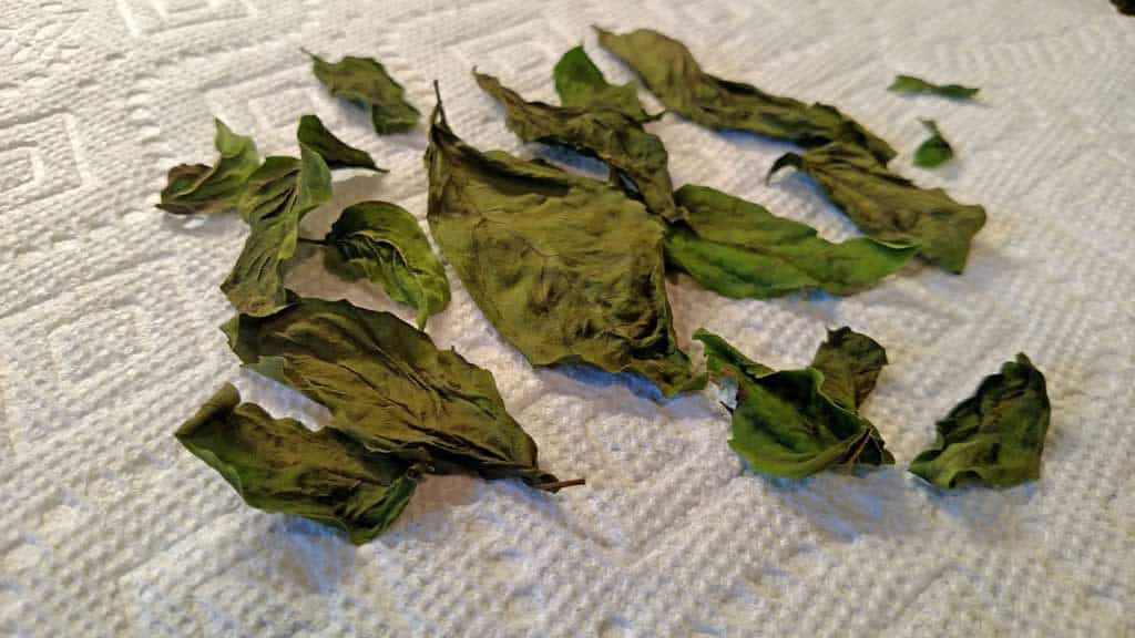 shriveled dry basil leaves