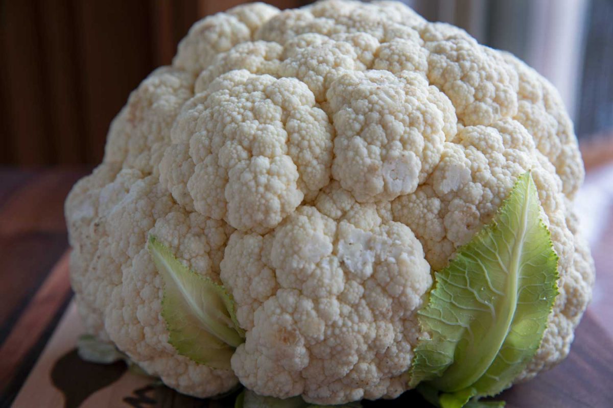 head of cauliflower