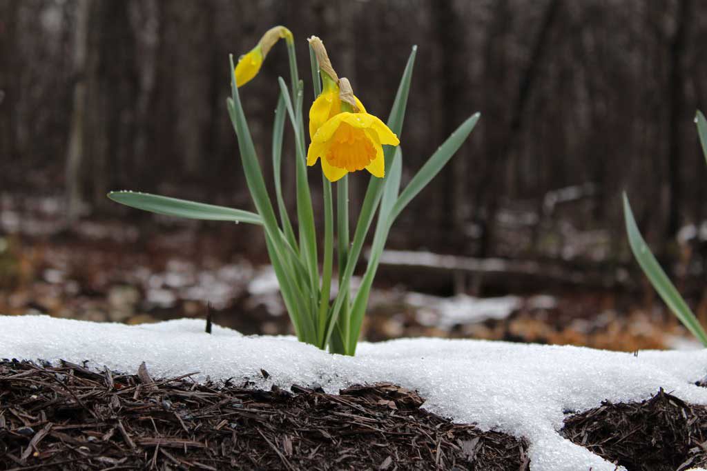 daffodil blooming in snow