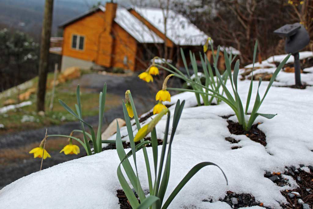 daffodils blooming in snow