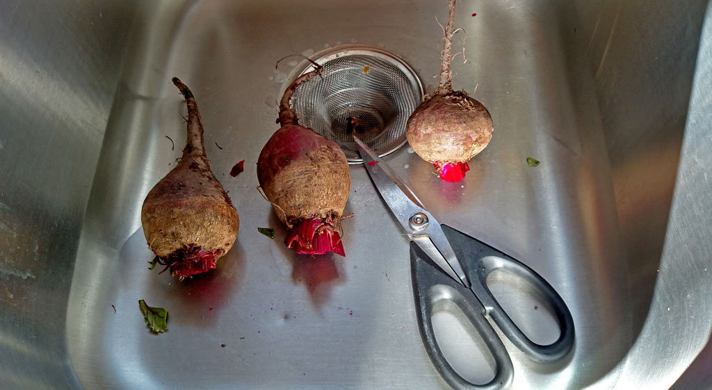 trimmed beets laying in sink with scissors