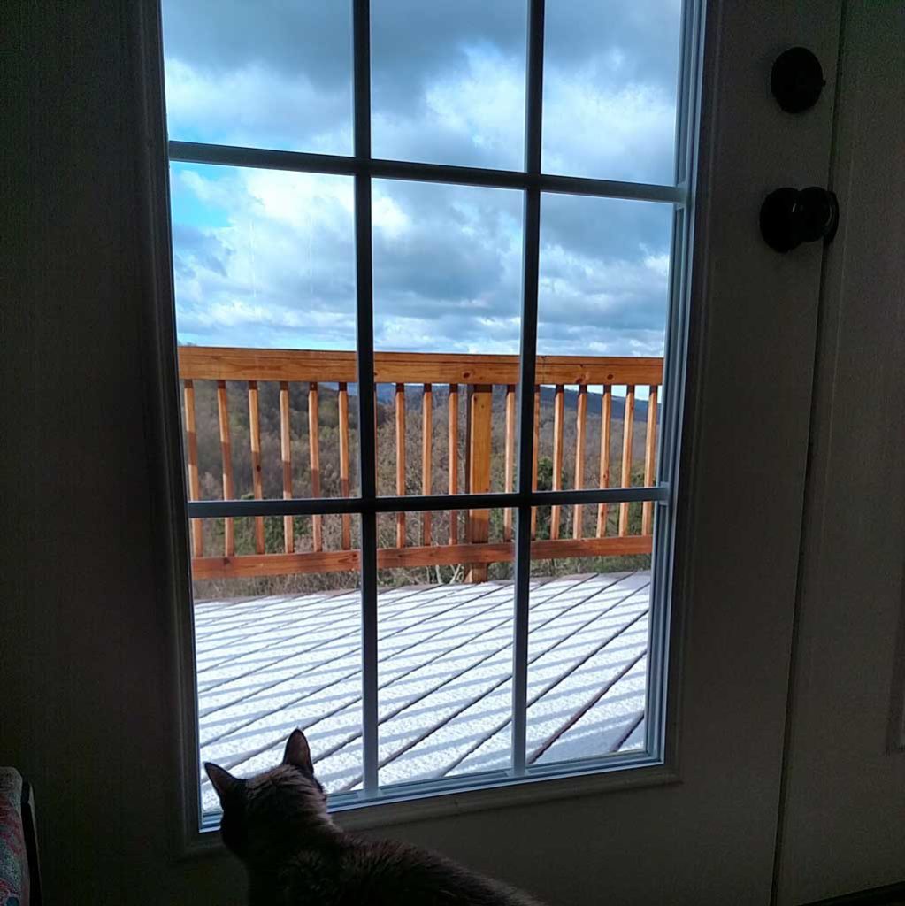 His Royal Highness looking out the back door