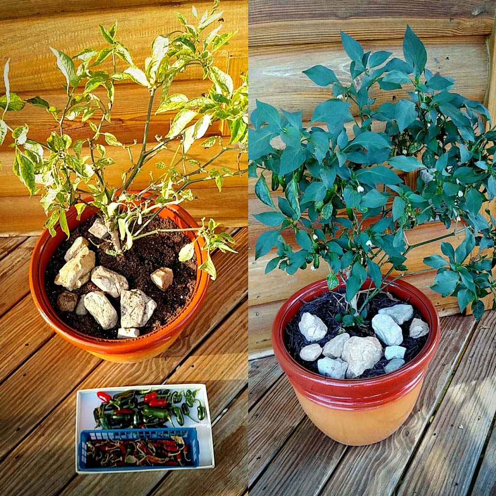 Jose Jalapeno of Zee Deck Before/After