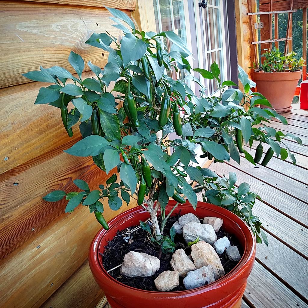 Jose Jalapeno on Zee Deck