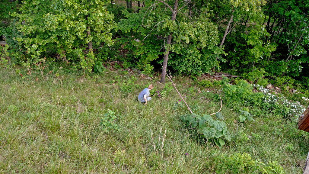 picking-up-plant-2