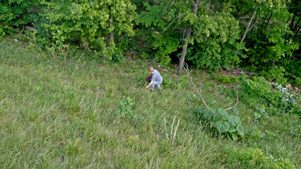 picking-up-plant