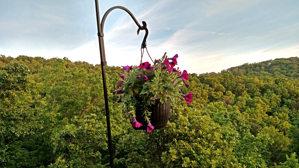 plant-back-on-hook