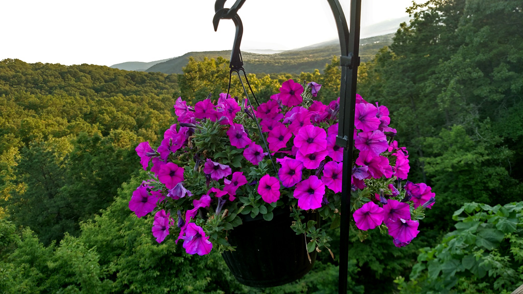 plant-thriving-from-miracle