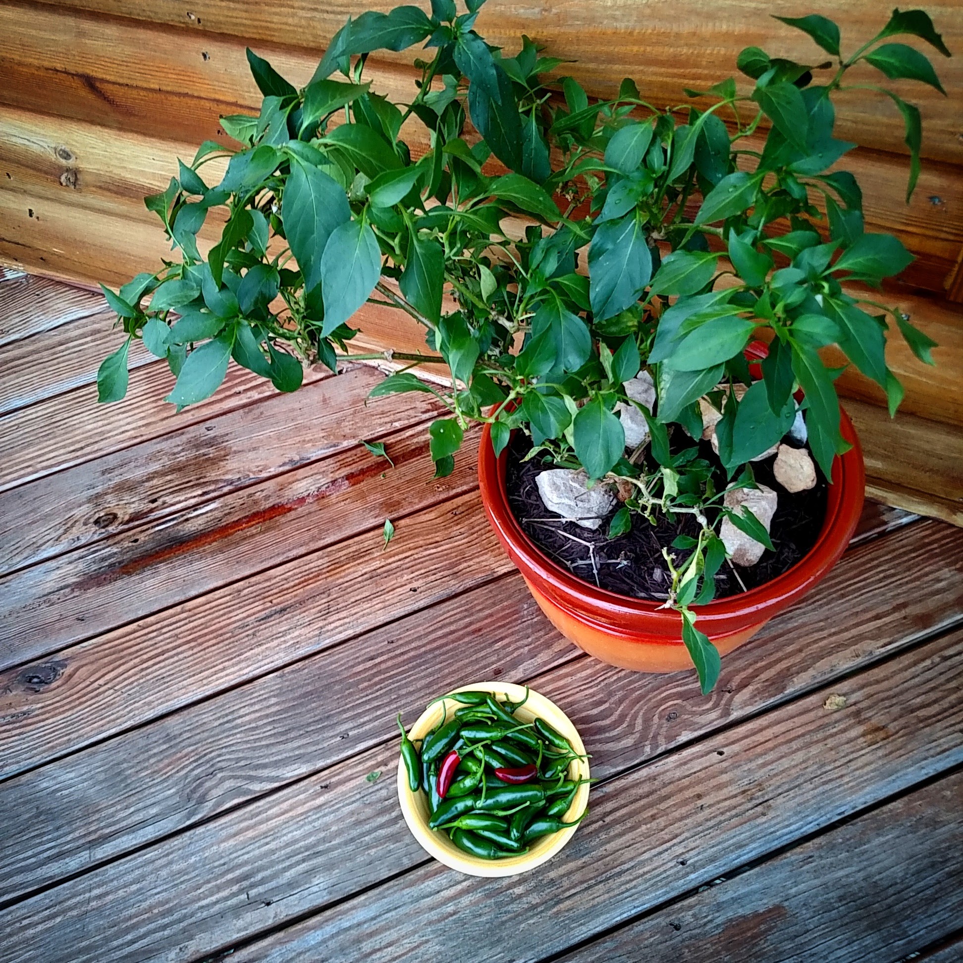 Jose's peppers