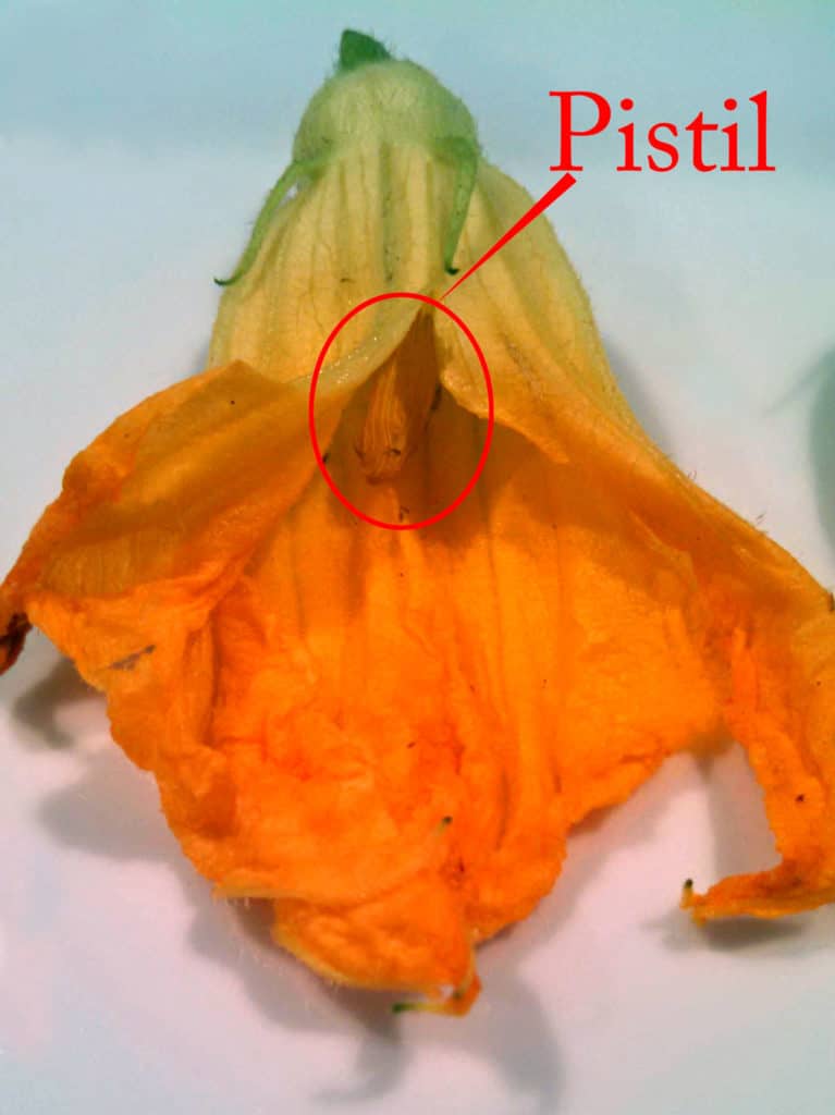 the pistil of the squash blossom
