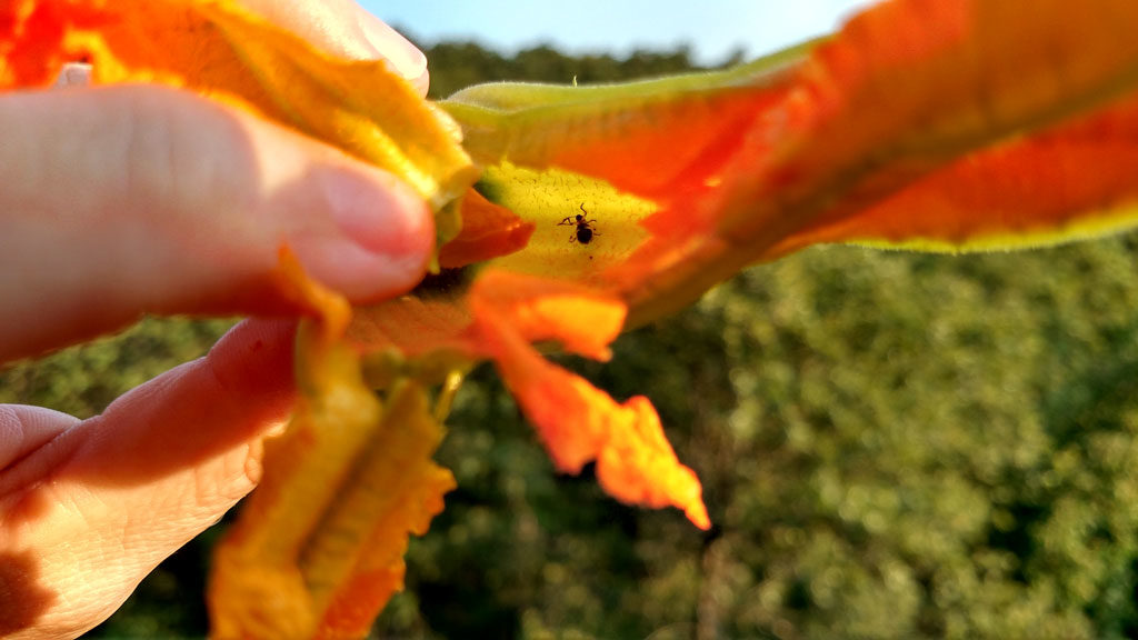 bug inside a squash blossom