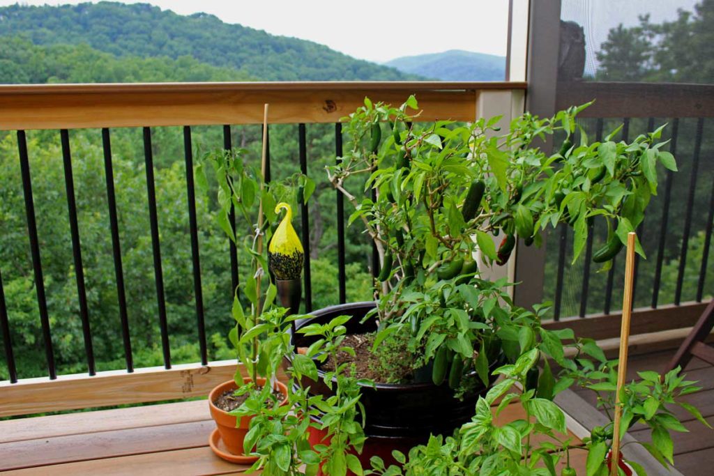 Jose Jalapeno On Zee Deck