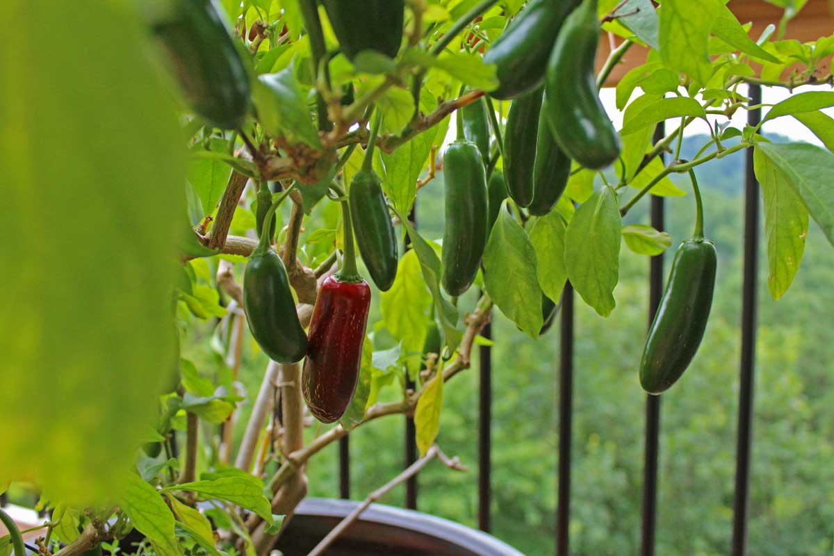 jalapenos hanging from pepper plant