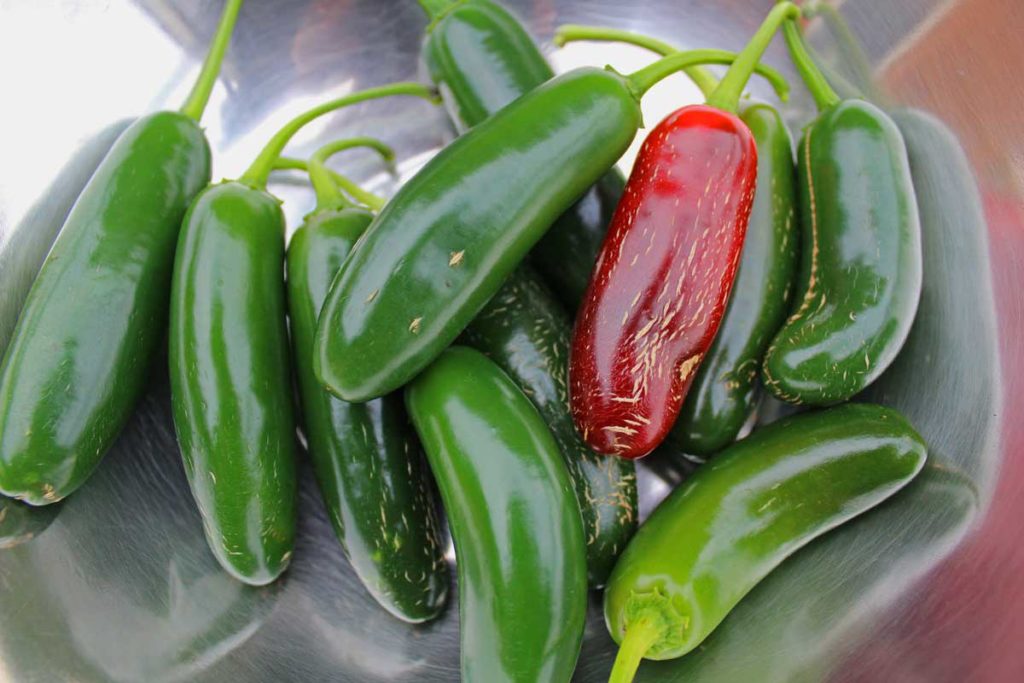 jalapenos in a bowl