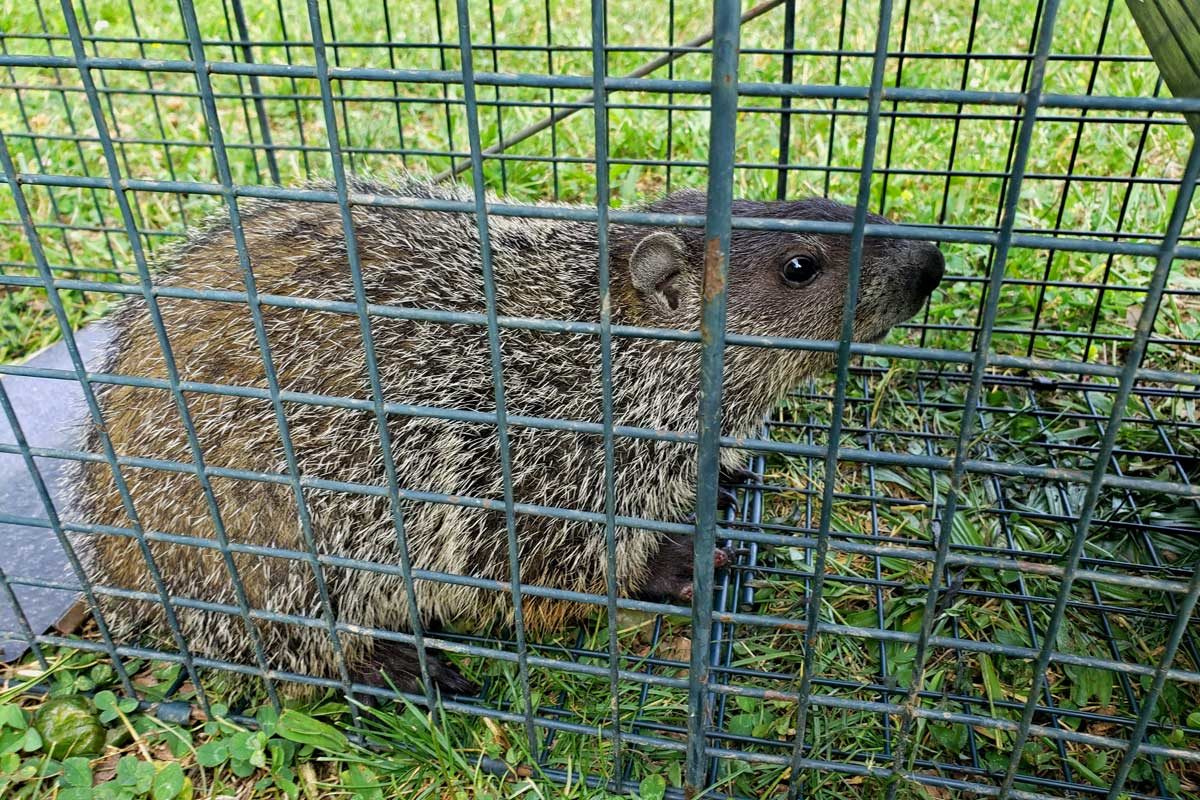 groundhog inside live trap