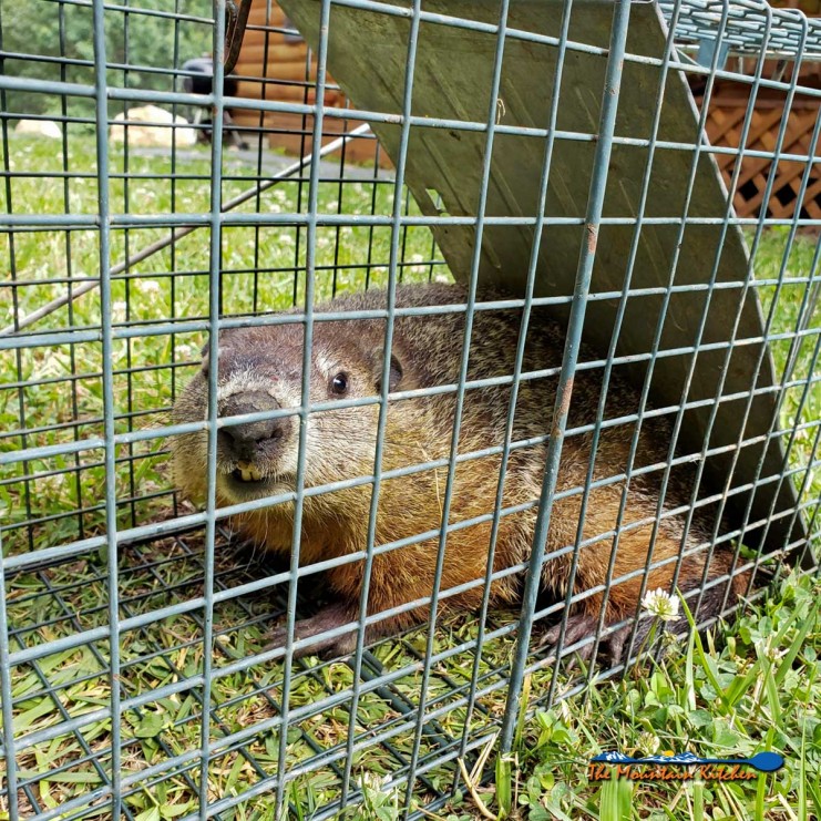 groundhog in live trap