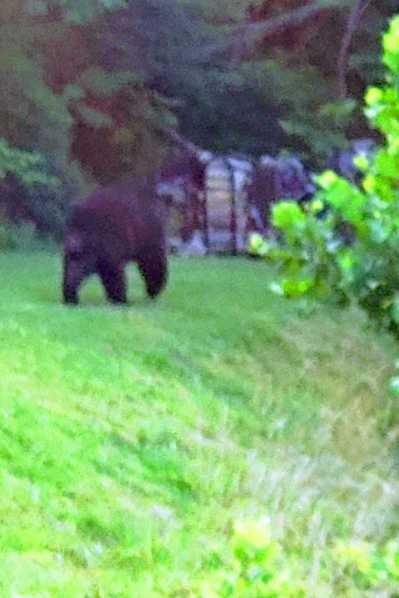 big bear in yard