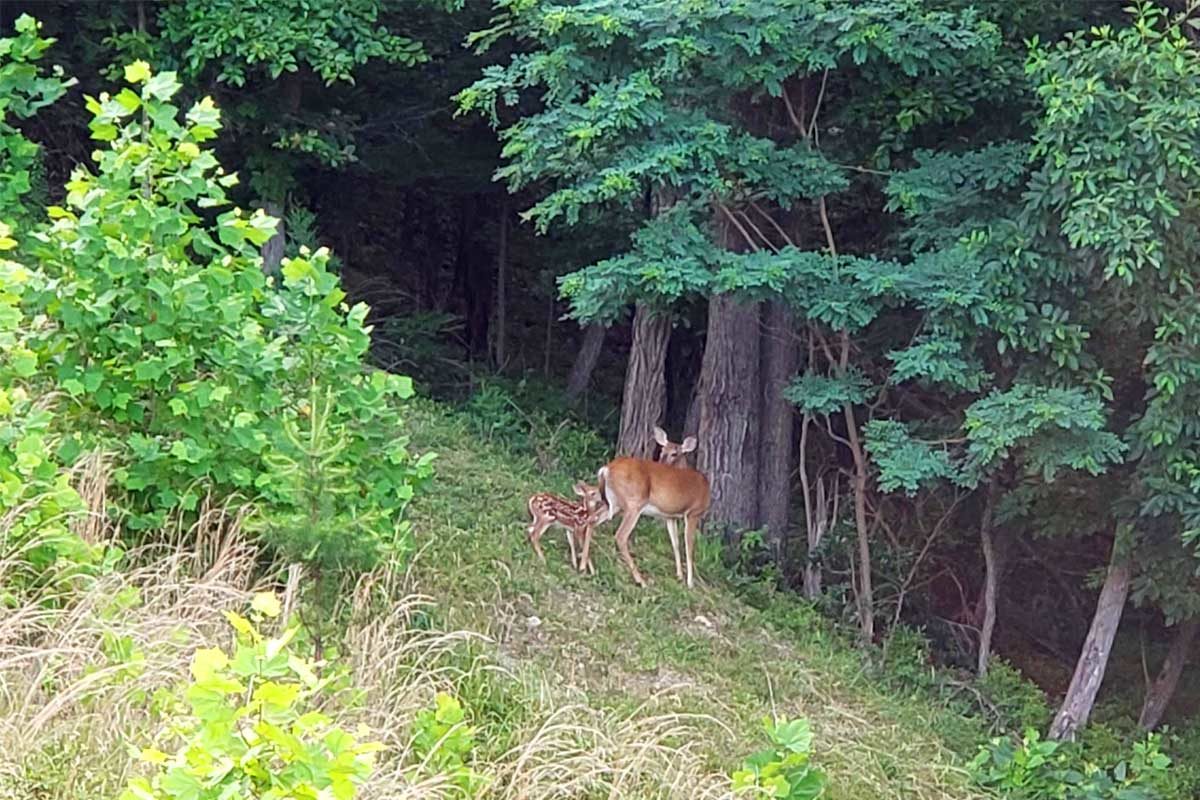doe and fawn in yard