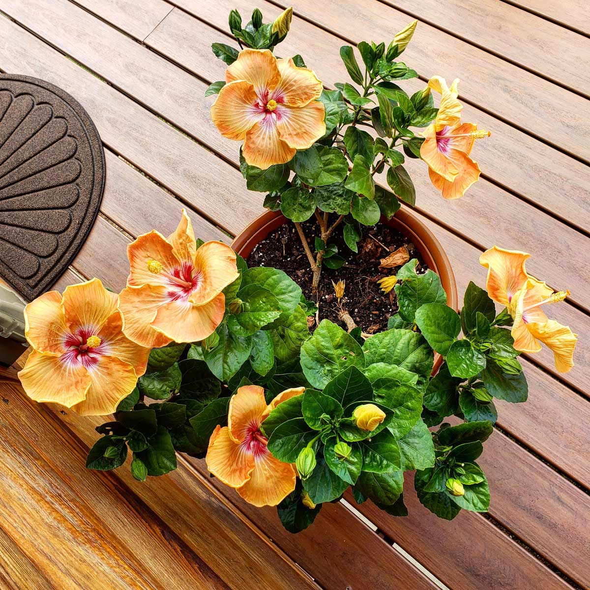 hibiscus in pot thriving
