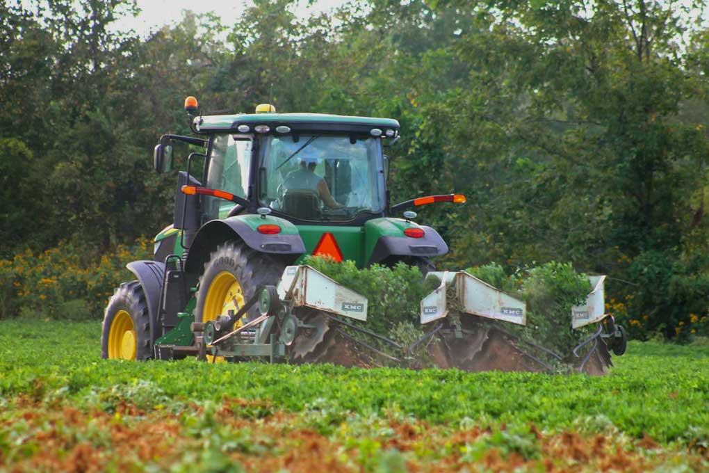 a farmer in a tractor digging peanuts